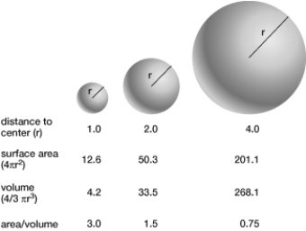 If the radius of one cell were twice as large as the radius of another cell, how much higher or lower would its surface-area-to-volume ratio be?