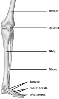 Based on this figure, the____________ inserts into the patella.