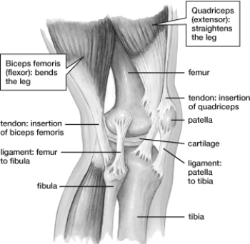 This figure illustrates what type of joint?  