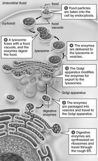 The food particles shown in this figure are being ingested by