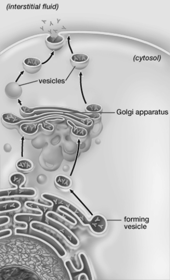The cell shown in this figure must be  