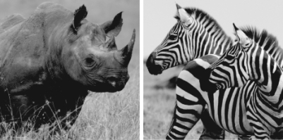 The animals shown in the photographs are found in which biome?