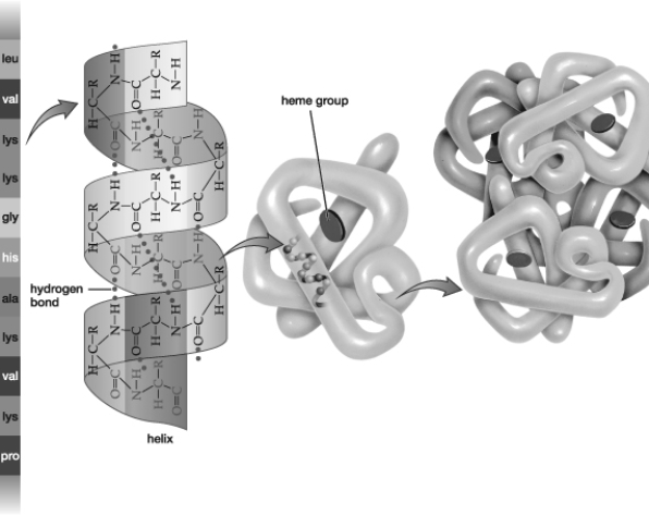 As shown in this figure, the valine and lysine in this protein are linked by covalent bonds within the_________ structure, whereas the hydrogen bonds hold together molecules within the helical _________structure.