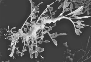 The sea dragon in the illustration displays  