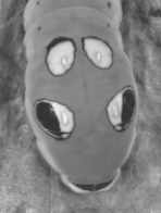 The caterpillar in the illustration displays  