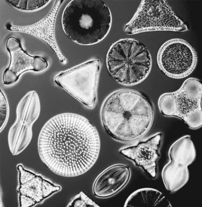 The organisms in the image have shells made of  