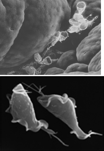 What characteristic do the organisms in the photos share?  