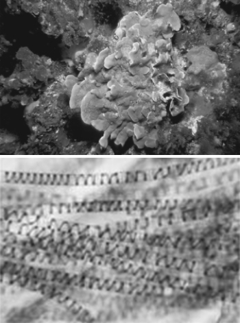 What characteristic do the organisms in the photos share?  