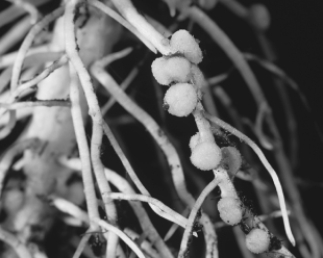 The nodules in the figure are  
