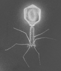 The organism in the figure parasitizes  