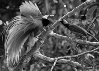 Strong courtship displays like the one in the figure below can lead to