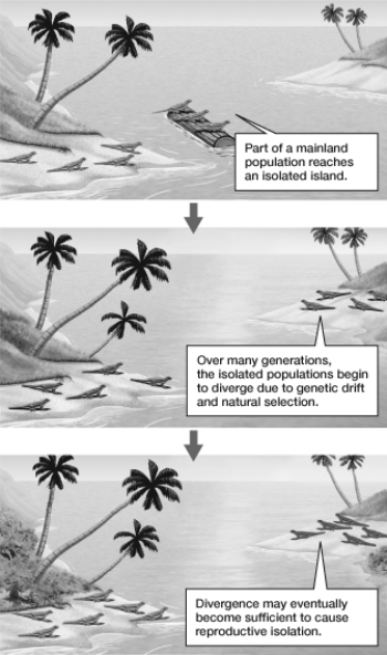 The series of events depicted in the figure demonstrates  