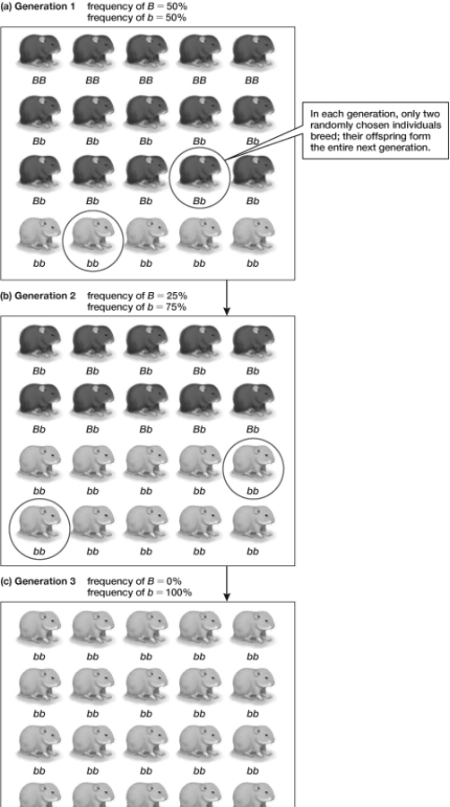Based on the information shown in the figure, what do you predict the fourth generation will look like?