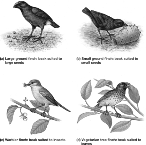 A storm blows the four species of finches shown in the figure to a new island that has only small-seeded grasses. Which species is more likely to survive?