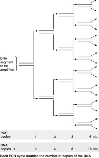 Based on this figure, how many PCR cycles are necessary to produce 64 copies of the original DNA fragment being amplified?