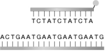 The illustrated probe cannot bind to the shown DNA sequence. Which DNA sequence could this probe bind to?