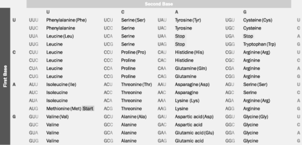 Based on this table, which polypeptide would be synthesized from the mRNA base sequence AUGCCUGACUUA?