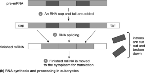 As seen in this figure, how many exons were used to assemble the pre-mRNA sequence, and how many exons were used in the finished mRNA?