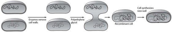 <strong>  Which method of inserting DNA into cells is illustrated in this figure?</strong> A) electroporation B) injection C) protoplast fusion D) transduction E) a gene gun <div style=padding-top: 35px> 