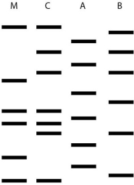 <strong>  One of two men may be the father of a child. This figure shows the results of a DNA fingerprint analysis to determine paternity. M is the mother, C is the child, A and B are the two men. What is the best interpretation of these results?</strong> A) Neither man is this childʹs father. B) The man identified as A is probably the father. C) The man identified as B is probably the father. D) Either man could be this childʹs father. E) Paternity cannot be determined from this data. <div style=padding-top: 35px> 