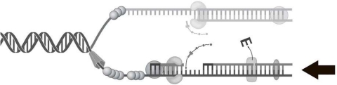 <strong> The process indicated by the arrow in Figure 7-1 represents</strong> A) transcription. B) homologous recombination. C) translation. D) leading strand synthesis. E) lagging strand synthesis.