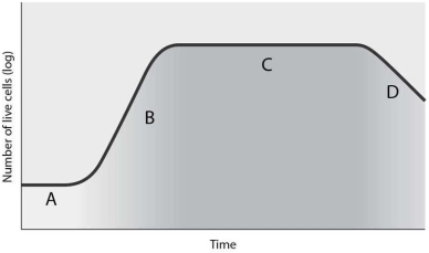 <strong> The correct sequence for the phases indicated by the letters A, B, C and D is</strong> A) death phase, stationary phase, log phase, lag phase. B) log phase, stationary phase, lag phase, death phase. C) lag phase, log phase, stationary phase, death phase. D) death phase, log phase stationary phase, lag phase. E) stationary phase, lag phase, log phase, death phase.