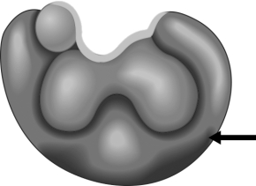 <strong> The arrow indicates the only protein component of this complex. This illustration represents a(n)</strong> A) holoenzyme. B) ubiquinone. C) ribozyme. D) coenzyme. E) apoenzyme.