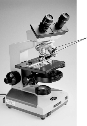 <strong>  The part(s) of the microscope indicated by the arrows is/are the</strong> A) oculars. B) condenser lens. C) objectives. D) body. E) diaphragm. <div style=padding-top: 35px> 