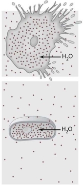 <strong> The cells illustrated in Figure 3-1 are in a(n) environment.</strong> A) hypertonic B) hypotonic C) passive D) isotonic E) fluid mosaic
