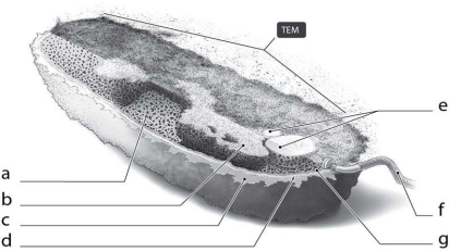 <strong> What is the function of the cellular structure indicated by ʺcʺ in Figure 3-2?</strong> A) attach to surfaces only B) protect from dehydration only C) provide shape only D) attach to surfaces and protect from dehydration E) provide shape, attach to surfaces, and protect from dehydration