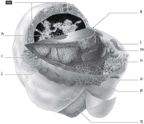 <strong> What is the function of the cellular structure indicated by ʺnʺ in Figure 3-3?</strong> A) synthesis of lipids B) protein synthesis C) ATP synthesis D) cell movement E) packaging of materials for export