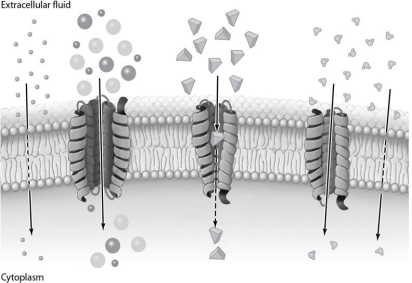 The processes illustrated in Figure 3-4 do not require energy input.