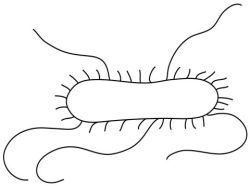 The short structures on the surface of the cell in Figure 3 -5 are cilia.