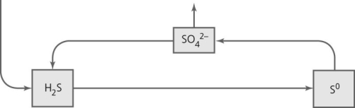 <strong> What type of reactions take place in the portion of the sulfur cycle indicated in the figure?</strong> A) denitrification B) fermentation C) dissimilation D) oxidation-reduction E) carbon fixation