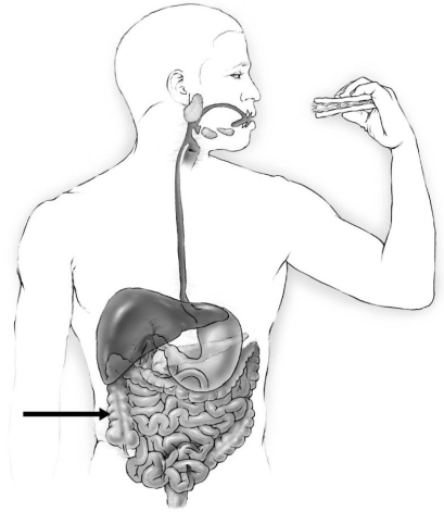   The portion of the gastrointestinal tract indicated by the arrow is the (ascending/descending/sigmoid/transverse) colon.<div style=padding-top: 35px> 