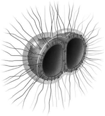 <strong>  The illustration is of a Gram-negative bacterium frequently responsible for meningitis. What virulence factor(s) of the bacterium is/are illustrated?</strong> A) a membrane containing LOS B) a capsule C) fimbriae D) a capsule and fimbriae E) a capsule, fimbriae, and a membrane containing LOS <div style=padding-top: 35px> 