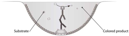 <strong>  Which type of antibody assay is represented in this figure?</strong> A) an indirect ELISA B) an indirect immunofluorescence assay C) a direct ELISA D) an immunodiffusion assay E) a western blot <div style=padding-top: 35px> 