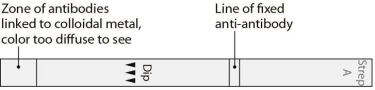   This device is used in a(n) (immunodiffusion/immunochromatographic/precipitation) test.<div style=padding-top: 35px> 