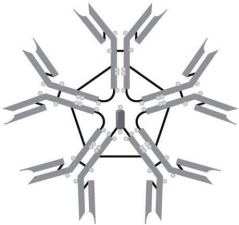 <strong>  The type of immunoglobulin illustrated here is</strong> A) IgM. B) IgD. C) IgA. D) IgE. E) IgG. <div style=padding-top: 35px> 