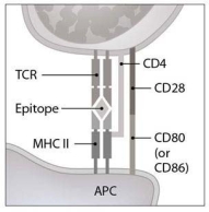 <strong>  What will be the direct result of the interaction shown in this figure? (This interaction is occurring in a lymph node.)</strong> A) activation of a B lymphocyte B) activation of a helper T lymphocyte C) activation of a cytotoxic T lymphocyte D) clonal deletion of a B lymphocyte E) clonal deletion of a T lymphocyte <div style=padding-top: 35px> 