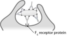   The antibody function known as (agglutination/neutralization/opsonization) is illustrated here.<div style=padding-top: 35px> 