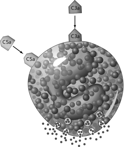 <strong> The process shown in the figure will lead to</strong> A) vasodilation. B) formation of MACs. C) chemotaxis and opsonization. D) capillary constriction. E) formation of NETS.