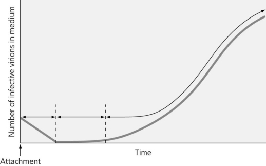 The graph in the figure shows a pattern of virion abundance consistent with a (lytic/latent/persistent) virus infection cycle.
