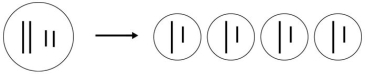 <strong> Which process is represented by this figure?</strong> A) budding B) schizogony C) cytokinesis D) mitosis E) meiosis