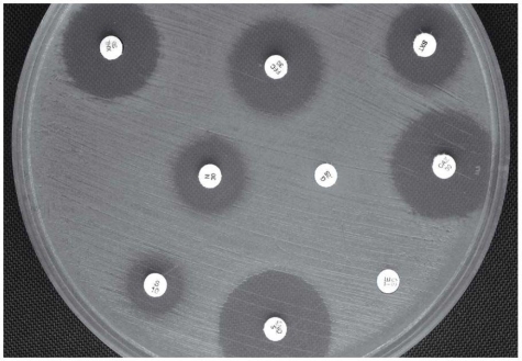 Examine the diffusion susceptibility plate results shown in this figure. Propose an explanation for the appearance of the zone around the S/10 disk, and discuss the implications for therapeutic use of this antibiotic for the pathogen tested.