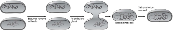 <strong> Which method of inserting DNA into cells is illustrated in this figure?</strong> A) electroporation B) protoplast fusion C) transduction D) injection E) a gene gun