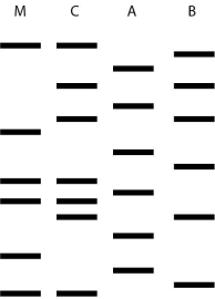   Two men may be the father of a child. This figure shows the results of a DNA fingerprint analysis to determine paternity. M is the mother, C is the child, A and B are the two men. What is the best interpretation of these results?