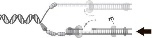 <strong> The process indicated by the arrow in Figure 7.1 represents</strong> A) lagging strand synthesis. B) leading strand synthesis. C) homologous recombination. D) translation. E) transcription.