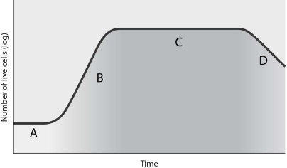 <strong> The correct sequence for the phases indicated by the letters A, B, C and D is</strong> A) stationary phase, lag phase, log phase, death phase. B) death phase, log phase stationary phase, lag phase. C) death phase, stationary phase, log phase, lag phase. D) lag phase, log phase, stationary phase, death phase. E) log phase, stationary phase, lag phase, death phase.