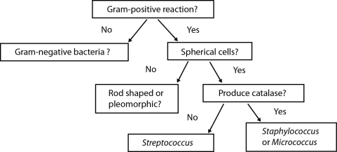 Figure 4- 1 represents a (dichotomous/taxonomic) key of the type used to identify a microbe.